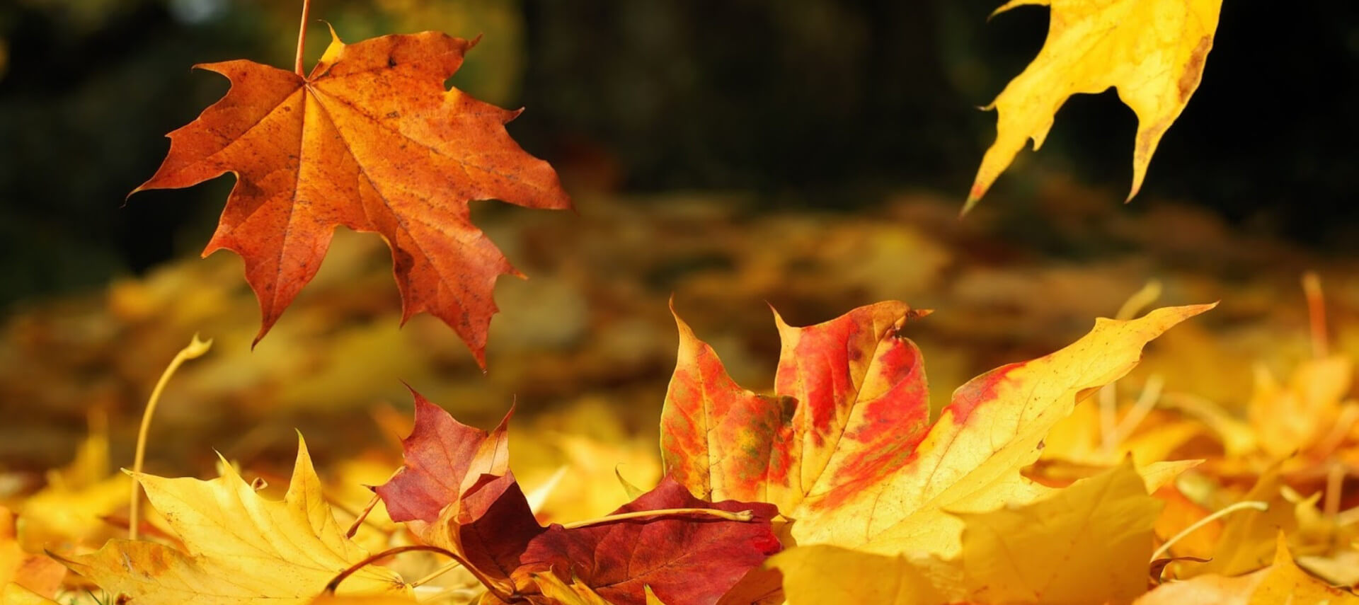 Brilliant orange, red and yellow leaves fall to the ground.