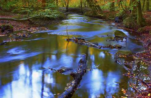 Picture of water in the forest.