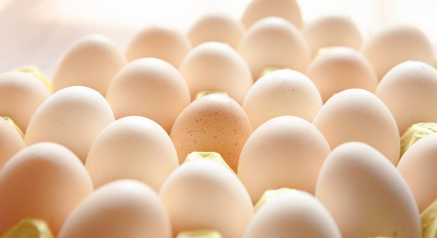 A crate of white eggs in the light.